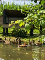 Mandarijn eenden, Dieren en Toebehoren, Meerdere dieren, Eend