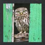 Steenuil Athene Noctua., Ophalen of Verzenden, 1980 tot heden, Ongelopen, Vogel