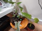 Kamerplanten Pakket, Ophalen of Verzenden, Overige soorten, Minder dan 100 cm