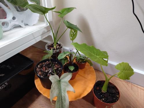 Kamerplanten Pakket, Huis en Inrichting, Kamerplanten, Overige soorten, Minder dan 100 cm, Ophalen of Verzenden