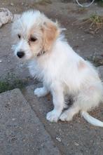Ter adoptie puppy Jasmijn, Dieren en Toebehoren, CDV (hondenziekte), 8 tot 15 weken, Teef, Eén hond