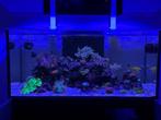 Red Sea Reefer XL - 425 G2 compleet, Dieren en Toebehoren, Ophalen, Zo goed als nieuw, Gevuld zeewateraquarium