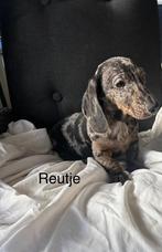 teckel, Dieren en Toebehoren, Honden | Teckels en Dashonden, Standaard, Rabiës (hondsdolheid), Reu, 8 tot 15 weken