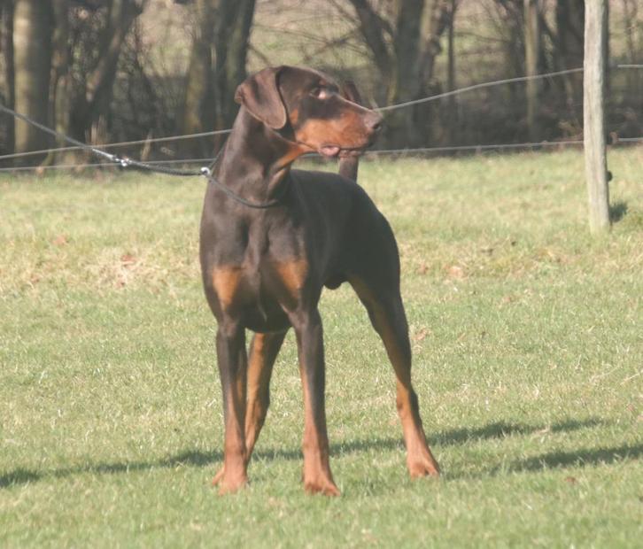 Dekreu Dobermann; FCI stamboom en HD A, Dieren en Toebehoren, Honden | Dekreuen, Reu, Particulier, Eén hond, Buitenland, 1 tot 2 jaar