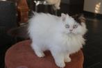 Brits langhaar kitten, Dieren en Toebehoren, Katten en Kittens | Raskatten | Langhaar, Kater, Gechipt, 0 tot 2 jaar
