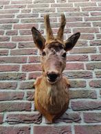 Prachtig opgezet herten/reebok kopje met nieuw gewei, Ophalen of Verzenden, Zo goed als nieuw, Hert, Opgezet dier