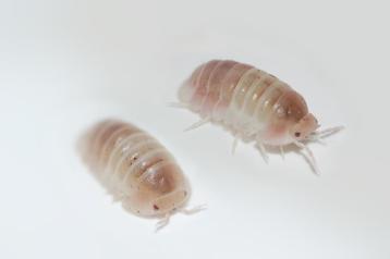 Cubaris sp. "Pink Panda" beschikbaar voor biedingen