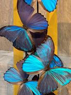 Stolp met opgezette vlinders  blauwe vlinder taxidermie, Verzamelen, Dierenverzamelingen, Nieuw, Overige soorten, Opgezet dier