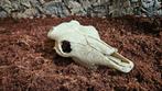 Exo terra schedel 23cm lang, Dieren en Toebehoren, Reptielen en Amfibieën | Toebehoren, Ophalen of Verzenden, Zo goed als nieuw
