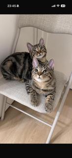 Twee lieve kittens (6 mnd) – samen weg – Brits Korthaar mix, Dieren en Toebehoren, Katten en Kittens | Overige Katten, Meerdere dieren