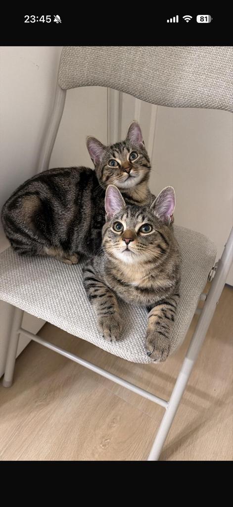 Twee lieve kittens (6 mnd) – samen weg – Brits Korthaar mix, Dieren en Toebehoren, Katten en Kittens | Overige Katten, Meerdere dieren