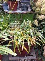 Agapanthus lila, Overige soorten, Vaste plant, Ophalen of Verzenden, Halfschaduw
