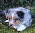 Mini australian shepherd x welsh corgi pups, Dieren en Toebehoren, Honden | Niet-rashonden, Meerdere, 8 tot 15 weken, Nederland