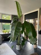 Kamerplant, Huis en Inrichting, Kamerplanten, Ophalen, Overige soorten, 200 cm of meer