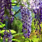 Wisteria - Chinese Blauwe Regen g80785, Tuin en Terras, Planten | Tuinplanten, Ophalen of Verzenden