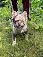 Dekreu Fluffy  – Fluffy Merle Franse Bulldog Cody, Dieren en Toebehoren, Honden | Bulldogs, Pinschers en Molossers, Rabiës (hondsdolheid)