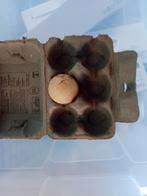 Broedeieren loopeendjes, Ophalen of Verzenden