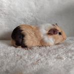 Super lieve jonge cavia zeugjes te koop, Oktober, Vrouwelijk, Cavia