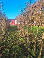 Elstar appelboom laagstam ca.3m hoog&9-11cm doorsnee, Tuin en Terras, Planten | Bomen, Ophalen, Halfschaduw, Overige soorten, Lente