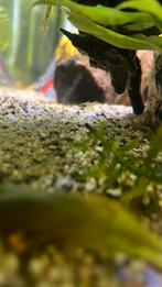 Baby guppy (endler)   0,50€ ps, Vis