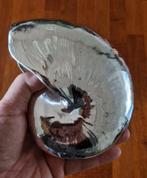 Nautilus object kunst bijna 20 cm doorsnede, Verzamelen, Mineralen en Fossielen, Ophalen