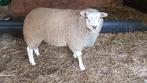 texelaar dekram, Dieren en Toebehoren, Mannelijk, Schaap, 0 tot 2 jaar