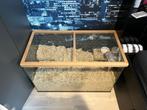 Mooie glazen terrarium voor evt knaagdiertjes, Ophalen, Kooi, Minder dan 60 cm