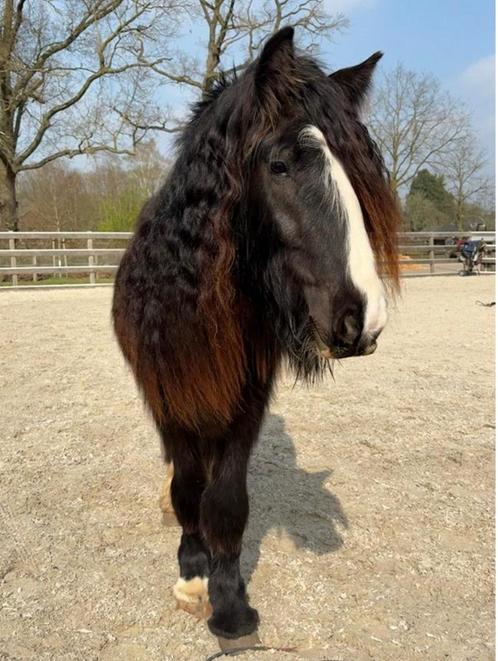 3 jarige Tinker, Dieren en Toebehoren, Pony's, Merrie, Onbeleerd, C pony (1.27m tot 1.37m), Recreatiepony, 3 tot 6 jaar, Met stamboom