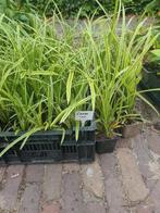 Carex morrowii  10 voor 10 euro, Ophalen, Zomer, Siergrassen, Halfschaduw