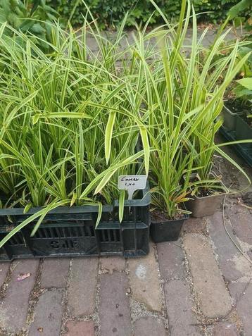 Carex morrowii  10 voor 10 euro  beschikbaar voor biedingen