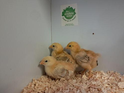 new Hampshire kuikens, Dieren en Toebehoren, Pluimvee, Kip, Geslacht onbekend