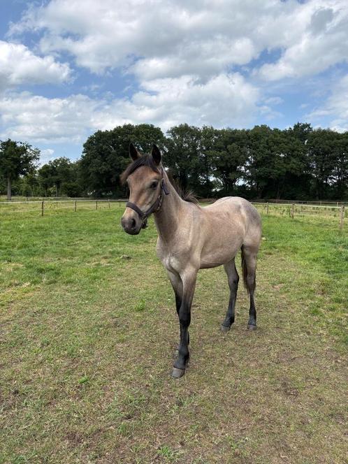 Connemara jaarling, Dieren en Toebehoren, Pony's, Ruin, Onbeleerd, D pony (1.37m tot 1.48m), Recreatiepony, 0 tot 2 jaar, Met stamboom
