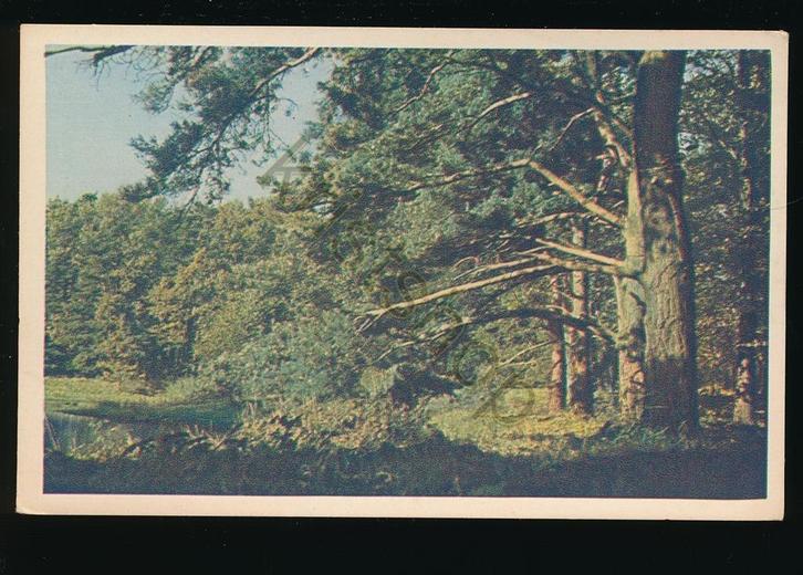 Ede - Serie Bos en Heide 1-10 [KRST009-1039, Verzamelen, Ansichtkaarten | Nederland, Ongelopen, Gelderland, 1960 tot 1980, Verzenden