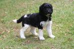 Koningspoedel X Labradoodle pups, Dieren en Toebehoren, Honden | Chihuahua's en Gezelschapshonden, Poedel, Rabiës (hondsdolheid)