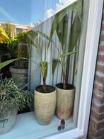 Twee Washingtonia Robusta’s in sierpot, Ophalen, Overige soorten, Minder dan 100 cm