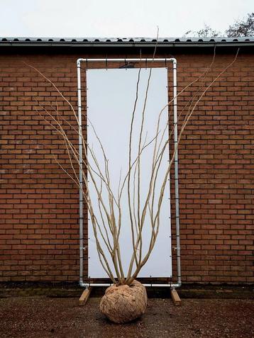 Albizia julibrissin 🌿 meerstam beschikbaar voor biedingen