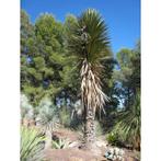 Yucca Filifera - Palmlelie g70407, Tuin en Terras, Planten | Tuinplanten, Ophalen of Verzenden