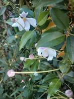 Anemone hupehensis, Volle zon, Vaste plant, Zomer, Ophalen