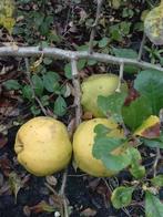 Japanse kwee (Chaenomelis speciosa nivalis), Ophalen of Verzenden, Overige soorten, Halfschaduw