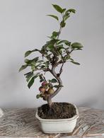 Malus sierappel bonsai 8 jaar oud, Tuin en Terras, Planten | Bomen, Bloeit niet, Halfschaduw, Minder dan 100 cm, Overige soorten