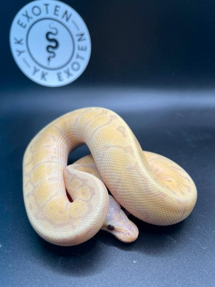 Banana Lemonblast Desert Ghost man