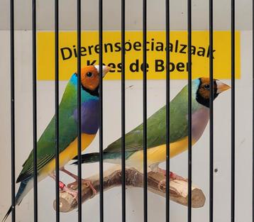Koppel oranjekop paarsborst goulds  beschikbaar voor biedingen
