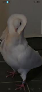 Mooie een gratis, Dieren en Toebehoren