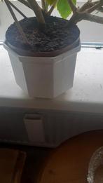 Zoek nog een pot hiervan, Ophalen of Verzenden, Halfschaduw, Minder dan 100 cm