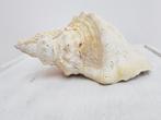 triplofusus giganteus schelp, Verzamelen, Ophalen of Verzenden, Schelp(en)