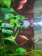 Albino Cherry barbeel, Vis, Zoetwatervis, Schoolvis