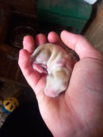 Baby konijntjes  beschikbaar voor biedingen