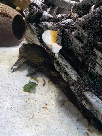  pleco algeneter man beschikbaar voor biedingen