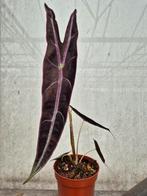Alocasia Longiloba Purple p10 (3)