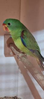 2 Swift mannen, Dieren en Toebehoren, Vogels | Parkieten en Papegaaien, Meerdere dieren, Parkiet